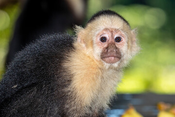 Honduras, Roatán, Capuchin Monkey (Cebus capucinus)