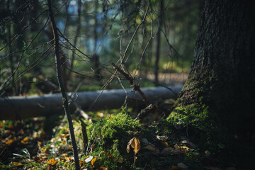 A tranquil forest scene captures the beauty of moss-covered rocks, scattered autumn leaves, and towering trees basking in midday light, creating a peaceful atmosphere in nature