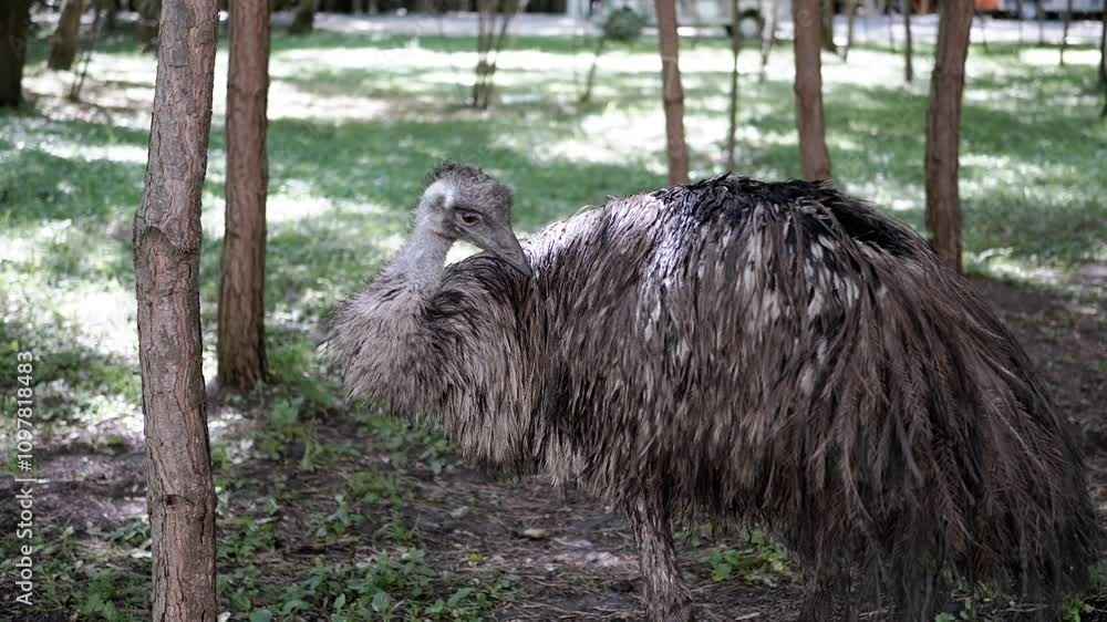 Poster an emu stands among trees, looking directly at the camera. the setting evokes a sense of curiosity a