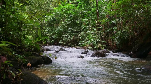 Water stream flowing through the mossy rocks surrounded by green vegetation in tropical rainforest. Beautiful spring fresh water in the forest. Ton Prai Forest Park, Phang Nga Province, Thailand.