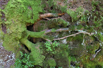 Tree roots in the forest covered with green moss.