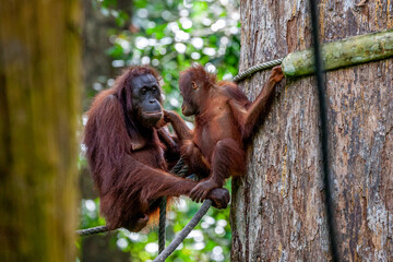 Naklejka premium Malaysia, Sandakan, Sepilok, Bornean Orangutan (Pongo pygmaeus), Mother and young one