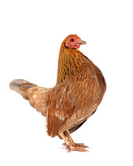 Fototapeta premium picave in studio