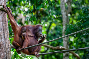 Malaysia, Sandakan, Sepilok, Bornean Orangutan (Pongo pygmaeus), Mother and young one