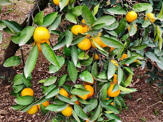 A citrus tree with ripe tangerines in the gardens of Astara in southern Azerbaijan
