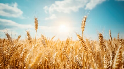 Fototapeta premium A field of golden wheat swaying gently under a bright blue sky with fluffy clouds, illuminated by the warm sunlight.