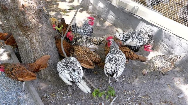 Mille Fleur booted bantams and Sebright chickens peck the ground near a tree in a farmyard. Portrays themes of sustainable agriculture, poultry farming, or country life.