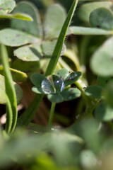 Gota de rocío en trébol