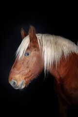 Naklejka premium Portrait of a Comtois draft horse against a black background