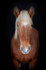 Obraz premium Front-facing portrait of a Comtois draft horse against a black background
