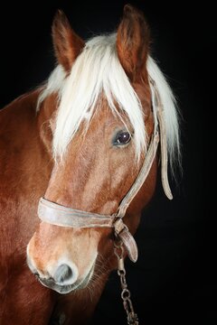 Portrait of a Comtois draft horse against a black background