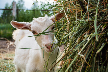 White young goat eats hay, farm animal feeding.