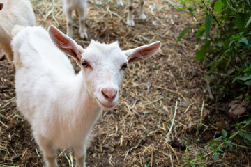 White young goat eats hay, farm animal feeding.