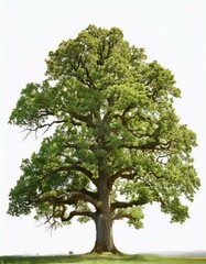 Fototapeta premium Oak tree with spreading branches on white background