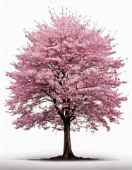 Obraz premium Cherry blossom tree in full bloom on white background