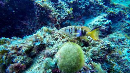 Pula, Croatia - August 28th 2024 - Painted Comber fish swimming in the corals