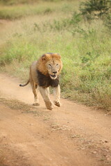 Male lion with a mane running down and fighting on a dirt road while on safari in South Africa