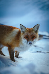 Wild fox in the mountains, winter