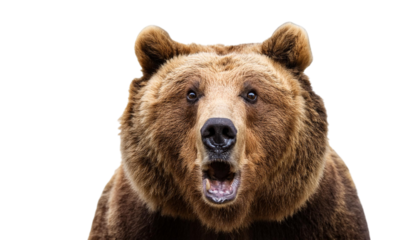 Shocked bear isolated on white backgroumd PNG