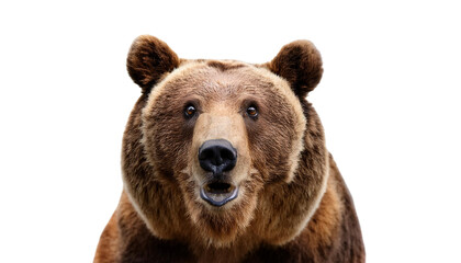 Fototapeta premium Shocked bear isolated on white backgroumd PNG