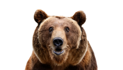 Shocked bear isolated on white backgroumd PNG