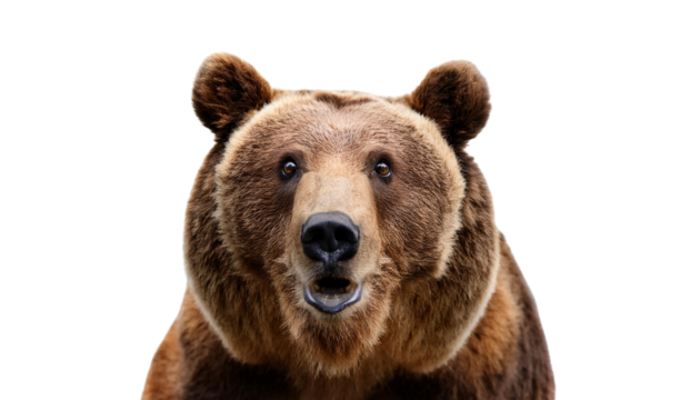 Shocked bear isolated on white backgroumd PNG