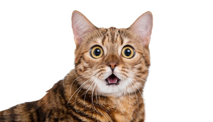 Naklejka premium Shocked cat isolated on white backgroumd PNG