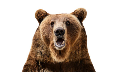 Obraz premium Shocked bear isolated on white backgroumd PNG
