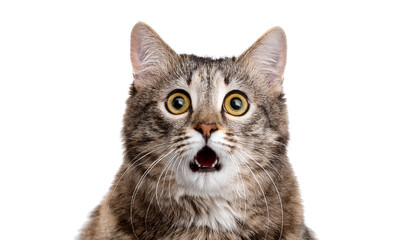 Naklejka premium Shocked cat isolated on white backgroumd PNG