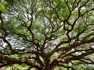The branch of Giant rain tree, the biggest rain tree in Thailand