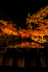 岩屋堂公園のライトアップされた紅葉とせせらぎのリフレクション
