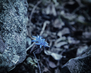 Blue little flower in the stones