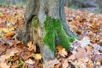 Tree Trunk with Vibrant Green Moss Surrounded by Fallen Autumn Leaves on the Forest Floor
