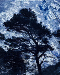 A pine tree against the backdrop of a mountain
