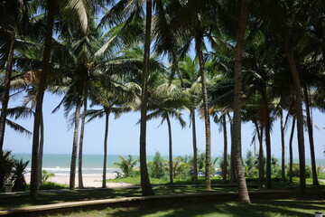 Obraz premium palm trees on the beach