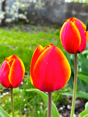 Fototapeta premium red and yellow tulip