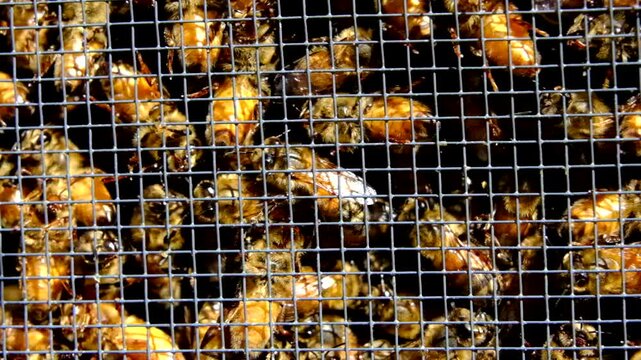 Extreme close up and super slow motion of buzzling honey bees inside meshed box before whole family will  be transferred into new beehive