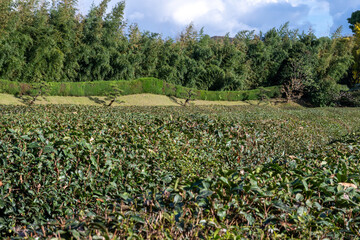 日本の岡山県岡山市の後楽園の美しい秋の風景