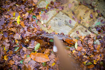 Top-down view of a rake gathering colorful autumn leaves on a stone-paved surface, with vibrant hues of orange and yellow.