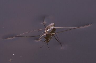 water strider, Gerridae, holding prey in paws sitting on water of river