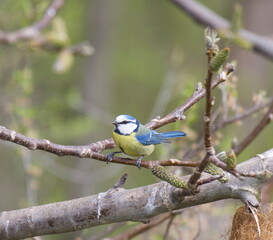 blue tit perching on a twig