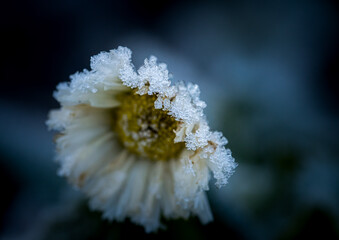A close-up shot of a single white flower, heavily coated in frost