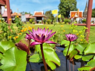 Blurred image of purple lotus flowers inside a temple