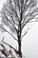 Ein Spaziergang im Schnee