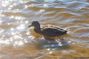 young ducks and drakes in lake with blue dark background with sun rays