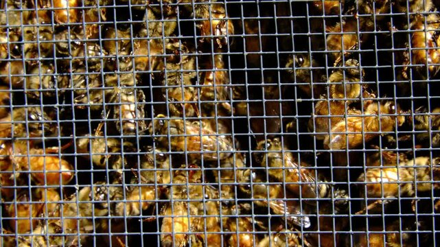 Slow motion and extreme close up of whole honey bees family buzzling inside screened box before being released into new beehive