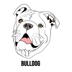 Drawing bulldog face outline sketch