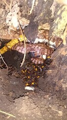 527)northern giant hornet's nest on the slope next to the grave(Photo taken at 20:24 on september 15, 2015)