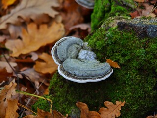 A parasitic fungus on a stump among autumn leaves