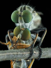 Robberfly with prey